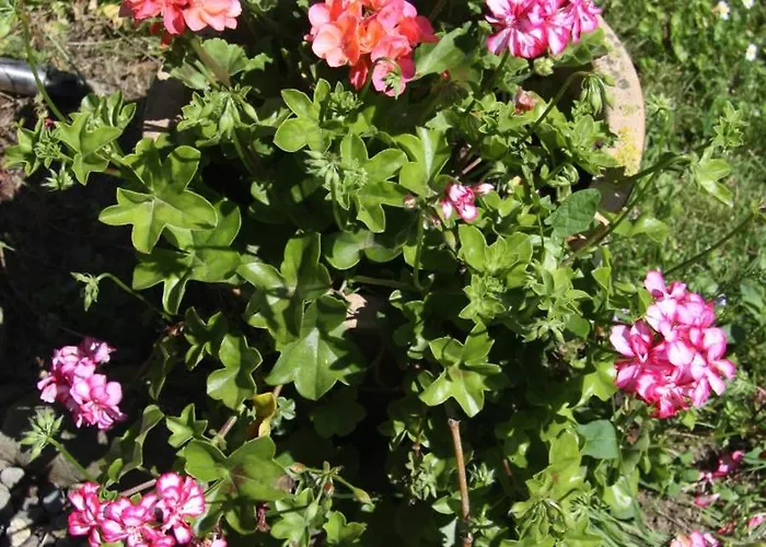 At Le Prielle בית נופש *